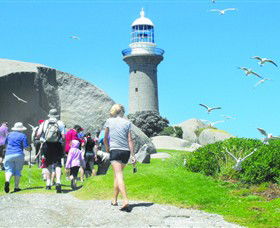 Montague Island Nature Reserve - Accommodation Brisbane 3
