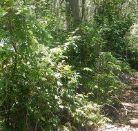 Bridle trail - Accommodation Brisbane
