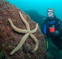 Cook Island Dive Site - Accommodation Brisbane