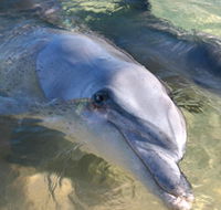 Dolphins of Monkey Mia - Accommodation Brisbane