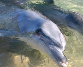 Dolphins Of Monkey Mia - Accommodation Brisbane 0