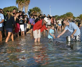 Dolphins Of Monkey Mia - Accommodation Brisbane 1