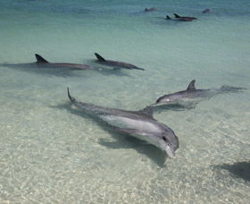 Dolphins Of Monkey Mia - Accommodation Brisbane 2
