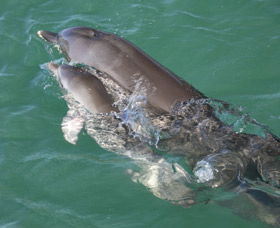 Dolphins Of Monkey Mia - Accommodation Brisbane 3