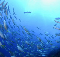 Cape Byron Marine Park - Accommodation Brisbane