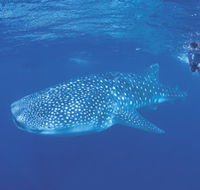 Ningaloo Reef - Accommodation Brisbane