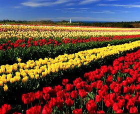 Table Cape - Accommodation Brisbane 2