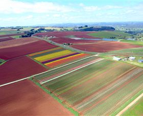 Table Cape - Accommodation Brisbane 4