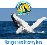 Lighthouse Charters Narooma - Accommodation Brisbane