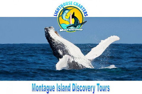 Lighthouse Charters Narooma - Accommodation Brisbane 0