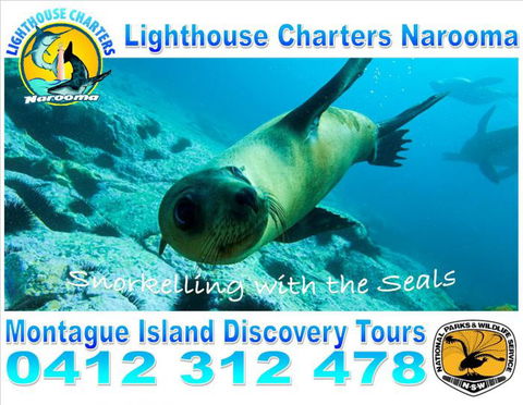 Lighthouse Charters Narooma - Accommodation Brisbane 11