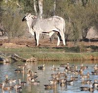 Natural Encounters Trail - Accommodation Brisbane