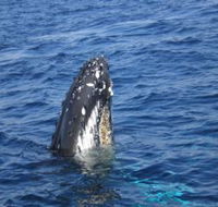 Jervis Bay Whales - Accommodation Brisbane