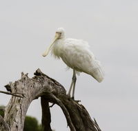 Melbourne Birding Tours - Accommodation Brisbane