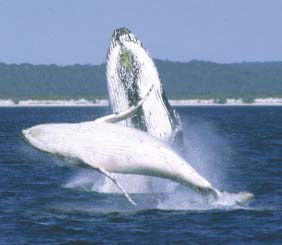 Reel Time Charters Yamba - Accommodation Brisbane 3