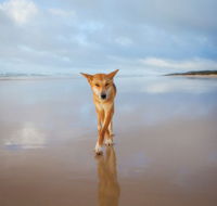 Fraser Island Adventure Tours - Accommodation Brisbane