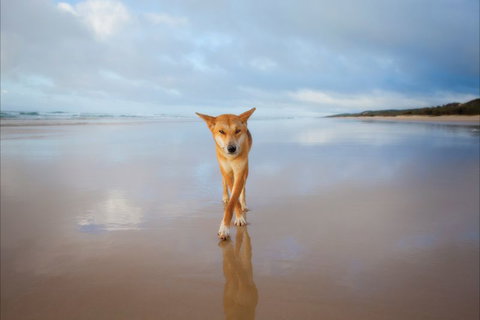 Fraser Island Adventure Tours - Accommodation Brisbane 0