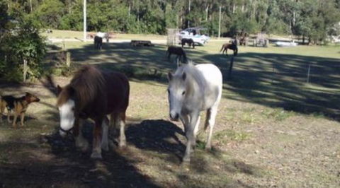 AAA Horse Riding & More - Accommodation Brisbane 2