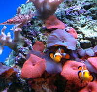 Tropical Marine Centre - Accommodation Brisbane