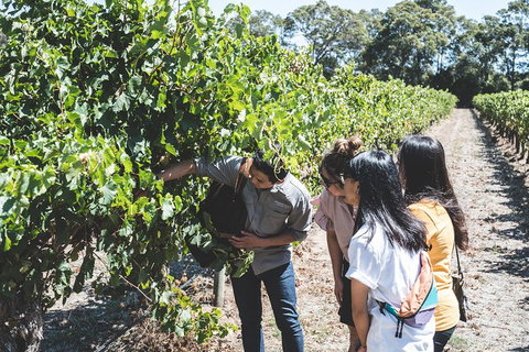 Voyager Estate: Private Winery Tasting Tour In Margaret River With Lunch - Accommodation Brisbane 2