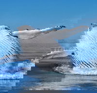 Whale Watching Dunsborough - Accommodation Brisbane