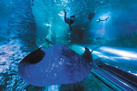 Snorkel With Sharks At AQWA - Accommodation Brisbane 1