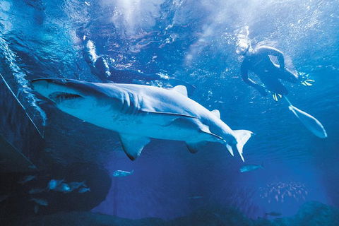 Snorkel With Sharks At AQWA - Accommodation Brisbane 0