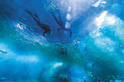 Snorkel With Sharks At AQWA - Accommodation Brisbane 8