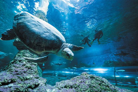 Snorkel With Sharks At AQWA - Accommodation Brisbane 6