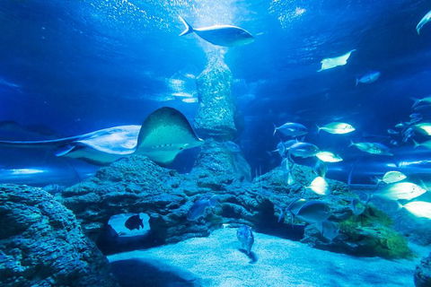 Snorkel With Sharks At AQWA - Accommodation Brisbane 4