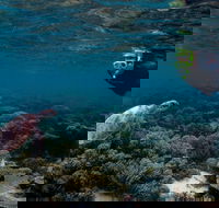 3 Night Ningaloo Reef Snorkel and Dive Getaway from Coral Bay - Accommodation Brisbane
