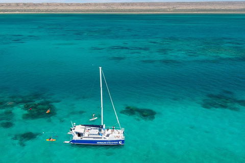Ningaloo Whale Shark Swim On A Luxury Sailing Catamaran - Accommodation Brisbane 1