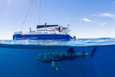 Ningaloo Whale Shark Swim On A Luxury Sailing Catamaran - Accommodation Brisbane 2