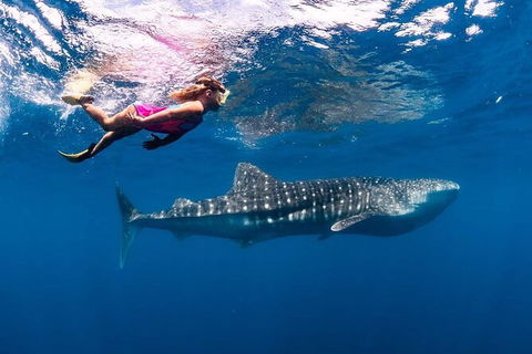 Ningaloo Whale Shark Swim On A Luxury Sailing Catamaran - Accommodation Brisbane 5