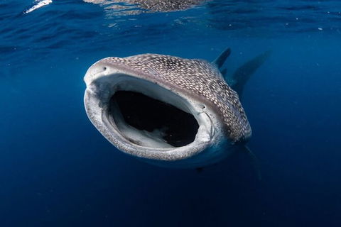Ningaloo Whale Shark Swim On A Luxury Sailing Catamaran - Accommodation Brisbane 3