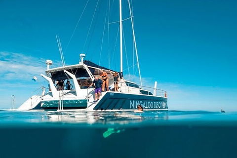 Ningaloo Whale Shark Swim On A Luxury Sailing Catamaran - Accommodation Brisbane 7