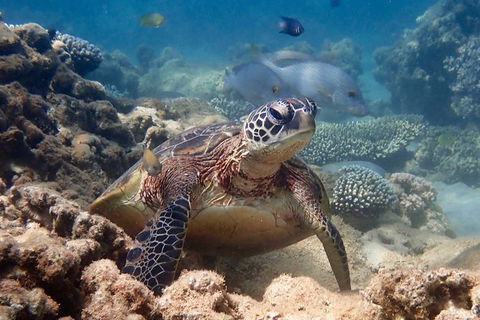 Turtle Tour - Ningaloo Reef Half Day Sea Kayak And Snorkel Tour - Accommodation Brisbane 4