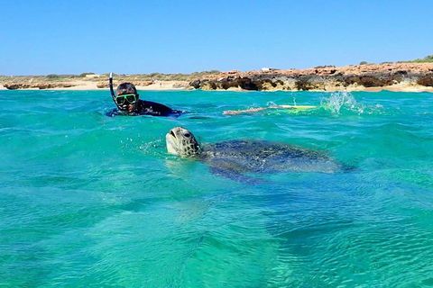 Turtle Tour - Ningaloo Reef Half Day Sea Kayak And Snorkel Tour - Accommodation Brisbane 2
