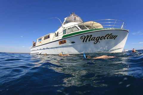 Ningaloo Reef Whale Shark Snorkeling Adventure Apr-July - Accommodation Brisbane 1