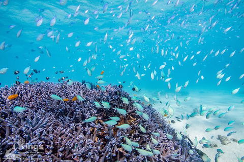 Ningaloo Reef Whale Shark Snorkeling Adventure Apr-July - Accommodation Brisbane 6