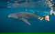 Ningaloo Reef Whale Shark Snorkeling Adventure Apr-July - thumb 2