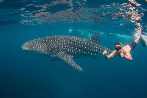 Ningaloo Reef Whale Shark Snorkeling Adventure Apr-July - Accommodation Brisbane 2