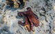 Ningaloo Reef Whale Shark Snorkeling Adventure Apr-July - thumb 11