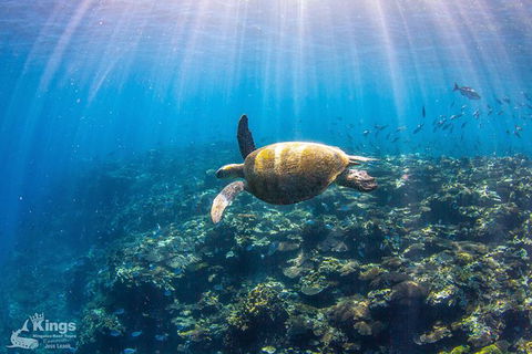 Ningaloo Reef Whale Shark Snorkeling Adventure Apr-July - Accommodation Brisbane 3