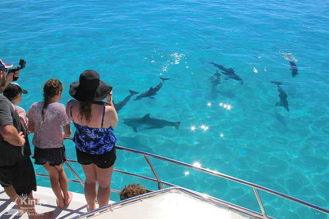 Ningaloo Reef Whale Shark Snorkeling Adventure Apr-July - Accommodation Brisbane 4