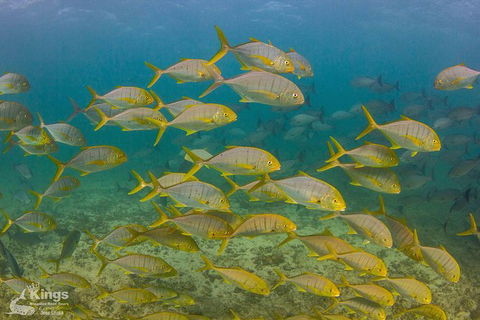Ningaloo Reef Whale Shark Snorkeling Adventure Apr-July - Accommodation Brisbane 5