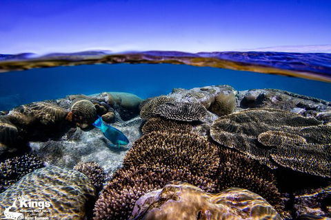 Ningaloo Reef Whale Shark Snorkeling Adventure Apr-July - Accommodation Brisbane 8
