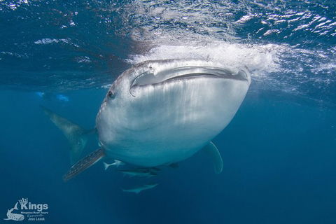 Ningaloo Reef Whale Shark Snorkeling Adventure Apr-July - Accommodation Brisbane 9