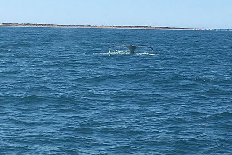 Scuba Dive Ningaloo Reef - Accommodation Brisbane 5