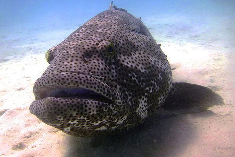 Scuba Dive Ningaloo Reef - Accommodation Brisbane 6